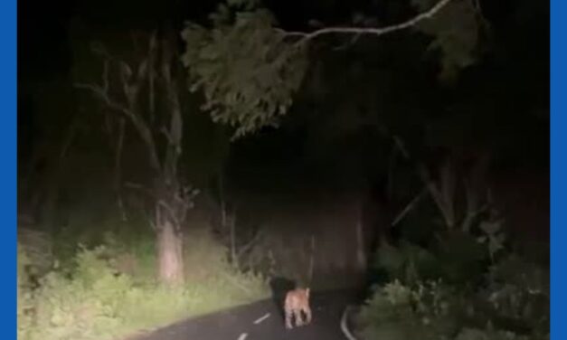 நீலகிரி மாவட்டம் சிங்காரா நீர் மின் நிலையத்திற்கு செல்லும் சாலையில் நேற்று நள்ளிரவில் நடந்து சென்ற ஒற்றை புலியால் பரபரப்பு ..