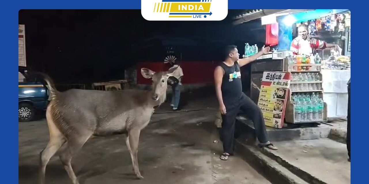 வால்பாறை வனப்பகுதியில் இருந்து தொடர்ந்து வரும் கடமானால் பரபரப்பு ஏற்பட்டுள்ளது. வனத்தை விட்டு வெளியேறி ஊருக்குள் உலா வரும் கடமான்கள் பொதுமக்களிடம் சகஜமாக பழகி வருவதால் உள்ளூர் வாசிகள் அதற்கு தின்பண்டங்கள் வழங்கி செல்பி எடுத்து மகிழ்ந்து வருகின்றனர் 