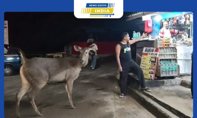 வால்பாறை வனப்பகுதியில் இருந்து தொடர்ந்து வரும் கடமானால் பரபரப்பு ஏற்பட்டுள்ளது. வனத்தை விட்டு வெளியேறி ஊருக்குள் உலா வரும் கடமான்கள் பொதுமக்களிடம் சகஜமாக பழகி வருவதால் உள்ளூர் வாசிகள் அதற்கு தின்பண்டங்கள் வழங்கி செல்பி எடுத்து மகிழ்ந்து வருகின்றனர் 