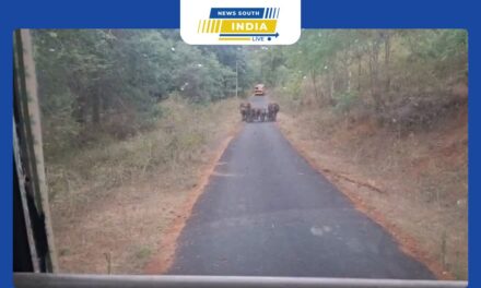 மேட்டுப்பாளையம் பில்லூர் சாலையில் அரசுப்பேருந்தை வழிமறித்த காட்டு யானை கூட்டம் – பயணி ஒருவர் எடுத்த வீடியோ வைரல்.