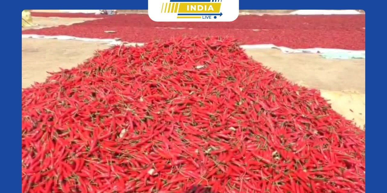 மிளகாய் உற்பத்தியும் குறைந்து விலை வீழ்ச்சியால் முன்பு பத்தாயிரம் ஏக்கரில் பயிரிடப்பட்டதில் இன்று ஆயிரம் ஏக்கரில் மட்டுமே பயிரிடும் விவசாயிகள்