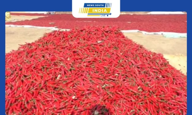 மிளகாய் உற்பத்தியும் குறைந்து விலை வீழ்ச்சியால் முன்பு பத்தாயிரம் ஏக்கரில் பயிரிடப்பட்டதில் இன்று ஆயிரம் ஏக்கரில் மட்டுமே பயிரிடும் விவசாயிகள்