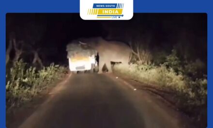 பவானி சந்தைக்கு ஏற்றி வந்த காய்கறிகளை வழிமறித்து ருசித்த யானை..