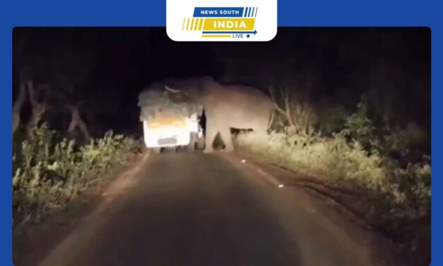 பவானி சந்தைக்கு ஏற்றி வந்த காய்கறிகளை வழிமறித்து ருசித்த யானை..