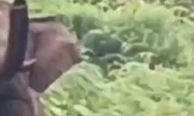 📰 கோவை: குடியிருப்பு பகுதிக்குள் புகுந்த ஒற்றை காட்டு யானை – பொதுமக்களிடம் பெரும் அச்சம் 🐘⚠️