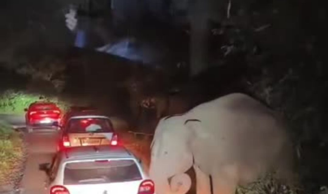 வால்பாறைக்கும் அதிரப்பள்ளிக்கும் இடையே உள்ள அடர்ந்த காட்டுப் பகுதி வழியாகச் செல்லும் சாலையில் இந்த சம்பவம் நிகழ்ந்துள்ளது.