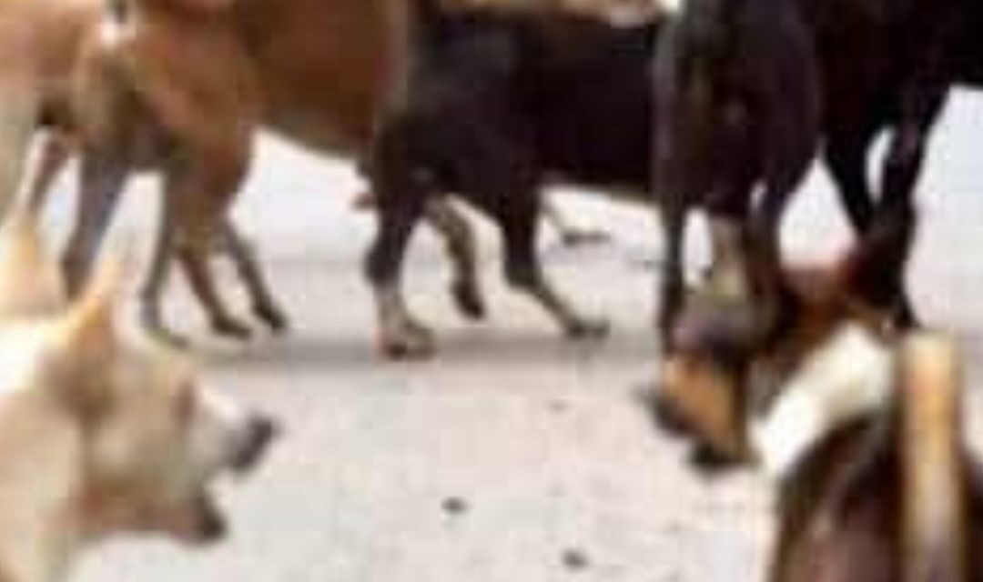 📢 சிவகங்கையில் தாசில்தாரை தெருநாய் கடித்த பரபரப்பு!