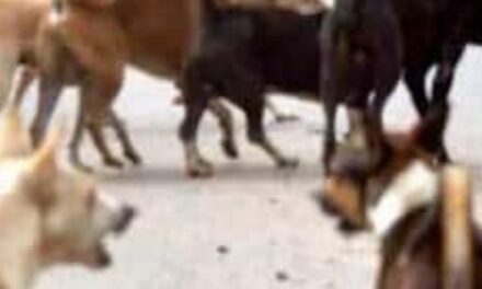 📢 சிவகங்கையில் தாசில்தாரை தெருநாய் கடித்த பரபரப்பு!